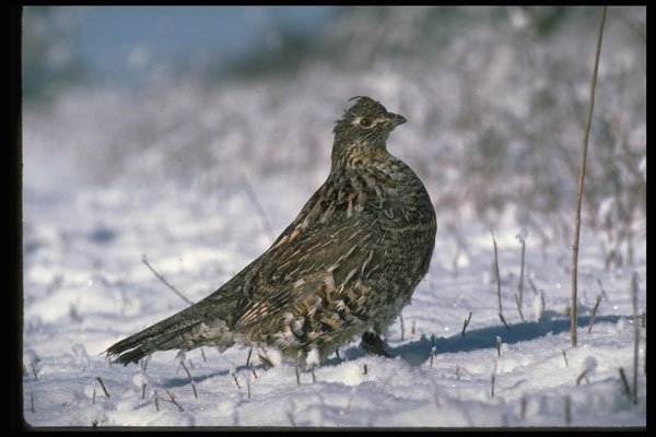 352018 Ruffed Grouse Standing On Snowy Ground A4 Photo Print