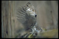 352019 Ruffed Grouse Drumming, Wing Blur A4 Photo Print