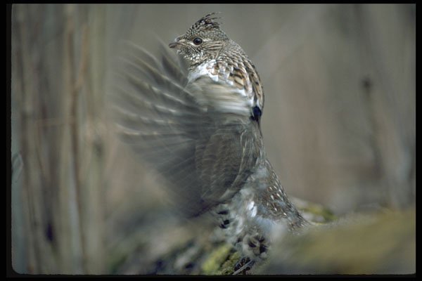 352019 Ruffed Grouse Drumming, Wing Blur A4 Photo Print