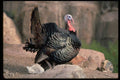 352020 Merriams Wild Turkey, Gobbler Strutting A4 Photo Print