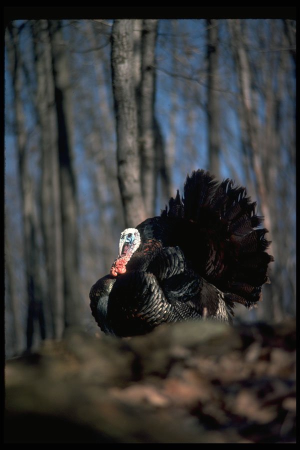 352021 Eastern wild turkey strutting in woods A4 Photo Print