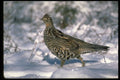 352022 Ruffed Grouse Standing In Snowy Woods A4 Photo Print