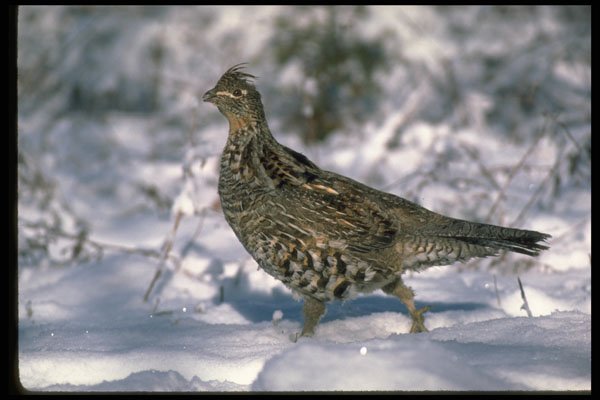 352022 Ruffed Grouse Standing In Snowy Woods A4 Photo Print