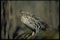 352023 Ruffed Grouse A4 Photo Print