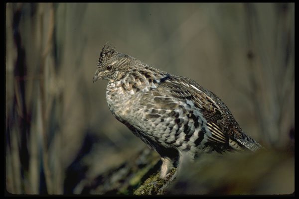 352023 Ruffed Grouse A4 Photo Print