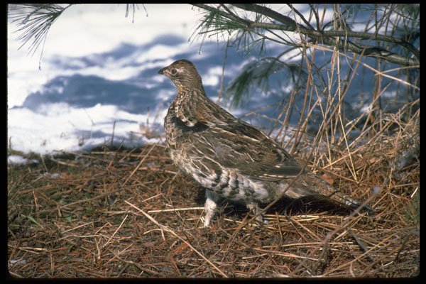 352024 Ruffed Grouse Standing In Snowy Woods A4 Photo Print