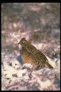 352025 Ruffed Grouse Standing In A Snowy Weed Lot A4 Photo Print