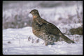 352026 Ruffed Grouse Standing On Snowy Ground A4 Photo Print