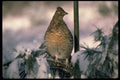 352027 Ruffed Grouse Perched In A Snowy Tree A4 Photo Print