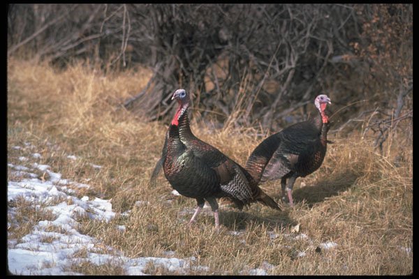 352028 Merriams Wild Turkeys, Gobblers A4 Photo Print