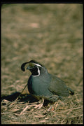 352029 California Quail, Cock A4 Photo Print