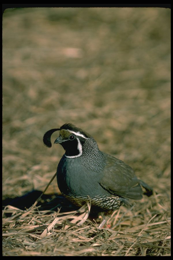 352029 California Quail, Cock A4 Photo Print