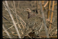 352030 Ring necked Hen Pheasant, Alert And Wary In Open Field A4 Photo Print