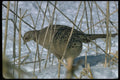 352031 Ring necked Hen Pheasant A4 Photo Print