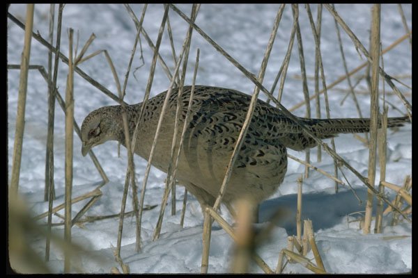 352031 Ring necked Hen Pheasant A4 Photo Print