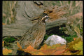 352032 Bobwhite Quail (cock) Stands Alertly A4 Photo Print