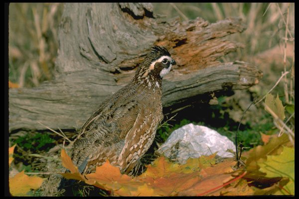 352032 Bobwhite Quail (cock) Stands Alertly A4 Photo Print