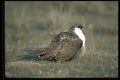 352033 Sage Grouse A4 Photo Print