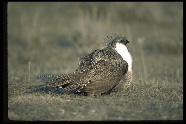 352033 Sage Grouse A4 Photo Print