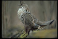 352034 Ruffed Grouse Drumming A4 Photo Print