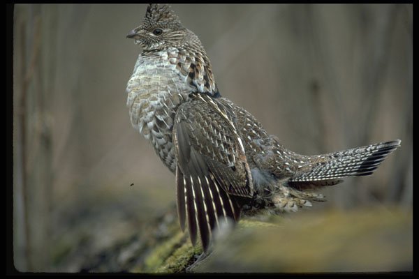 352034 Ruffed Grouse Drumming A4 Photo Print