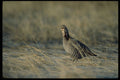 352035 Greater Prairie Chicken A4 Photo Print