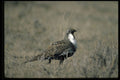 352036 Sage Grouse A4 Photo Print