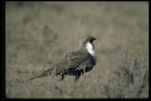 352036 Sage Grouse A4 Photo Print