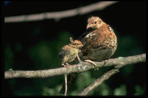352037 Ruffed Grouse, Hen And Chick On A Tree Limb A4 Photo Print