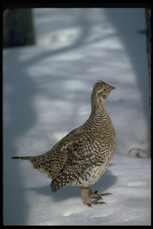 352038 Sharp tailed Grouse A4 Photo Print