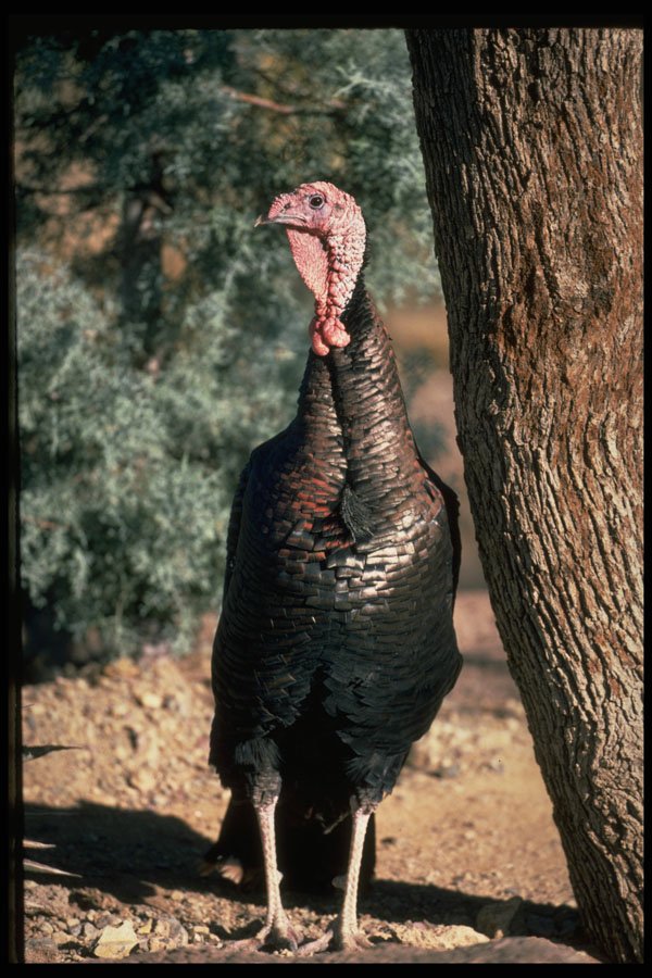 352039 Merriams Wild Turkey, Gobbler A4 Photo Print