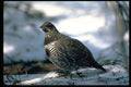 352040 Spruce Grouse, Male A4 Photo Print