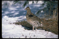 352041 Ruffed Grouse Standing In Snowy Woods A4 Photo Print