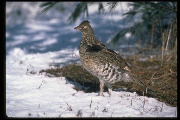 352041 Ruffed Grouse Standing In Snowy Woods A4 Photo Print