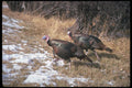 352042 Merriams Wild Turkeys, Gobblers A4 Photo Print
