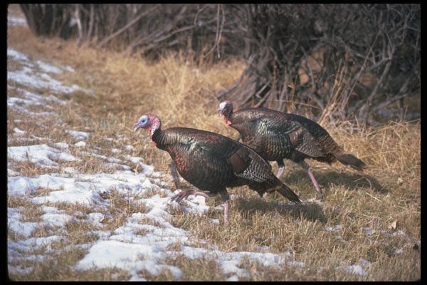 352042 Merriams Wild Turkeys, Gobblers A4 Photo Print
