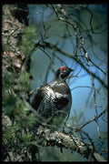 352043 Spruce Grouse, Male A4 Photo Print