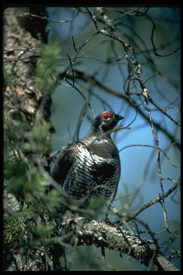 352043 Spruce Grouse, Male A4 Photo Print