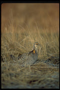 352044 Greater Prairie Chicken A4 Photo Print