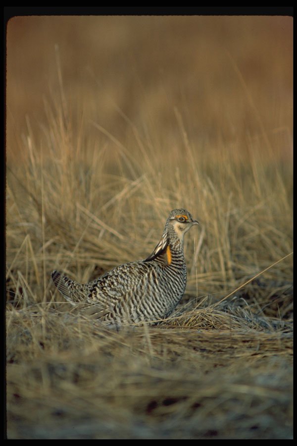 352044 Greater Prairie Chicken A4 Photo Print