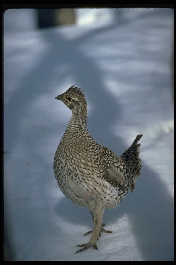 352045 Sharp tailed Grouse A4 Photo Print