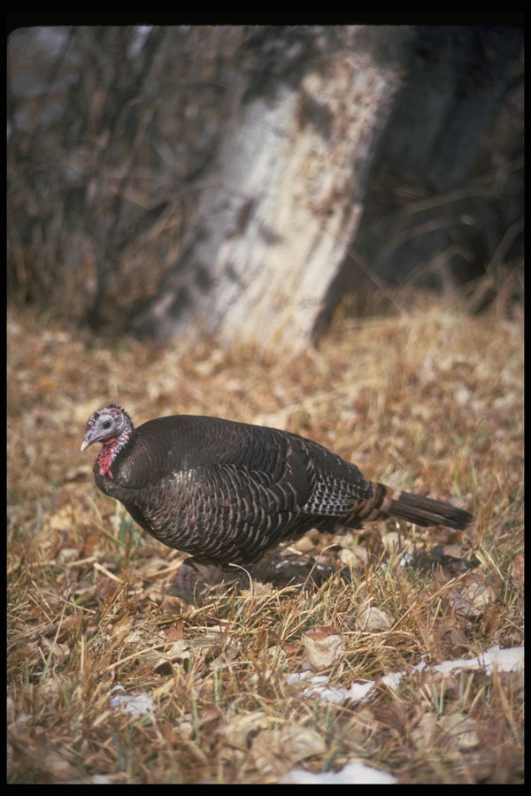 352046 Merriams Wild Turkey, Hen A4 Photo Print