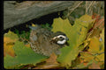 352047 Bobwhite Quail, Cock Lying At Edge Of Autumn Grass Field A4 Photo Print