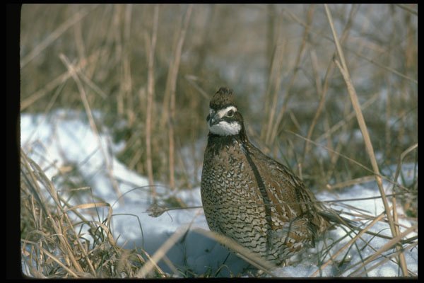 352048 Bobwhite Quail, Cock In A Snowy Winter Field A4 Photo Print