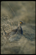 352049 Sharptailed Grouse A4 Photo Print