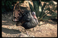 352050 Merriams Wild Turkey, Gobbler Strutting A4 Photo Print