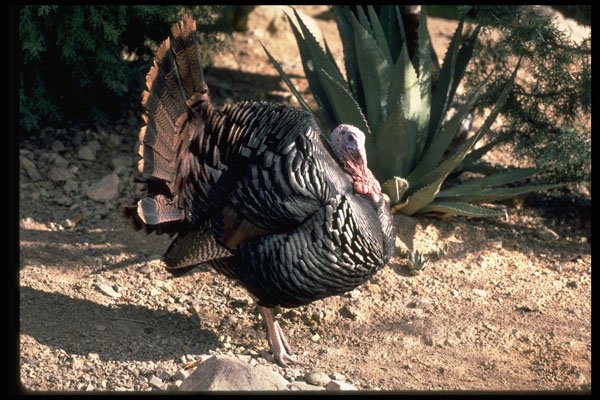 352050 Merriams Wild Turkey, Gobbler Strutting A4 Photo Print