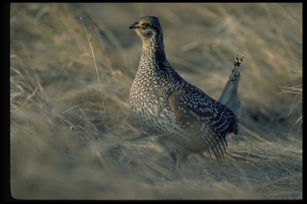 352051 Sharptailed Grouse A4 Photo Print