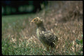 352052 Ring necked Pheasant Chick (about One Week Old) A4 Photo Print