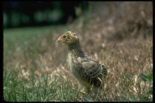 352052 Ring necked Pheasant Chick (about One Week Old) A4 Photo Print